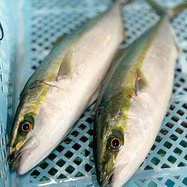 クボタ水産 – 淡路島の新鮮な魚をあなたに
